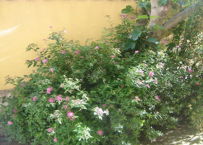 Jacqueline Daire Pula