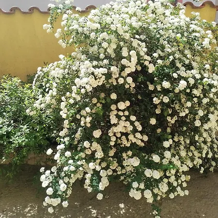 Апартаменти Jacqueline